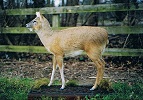 Chinese Water Deer